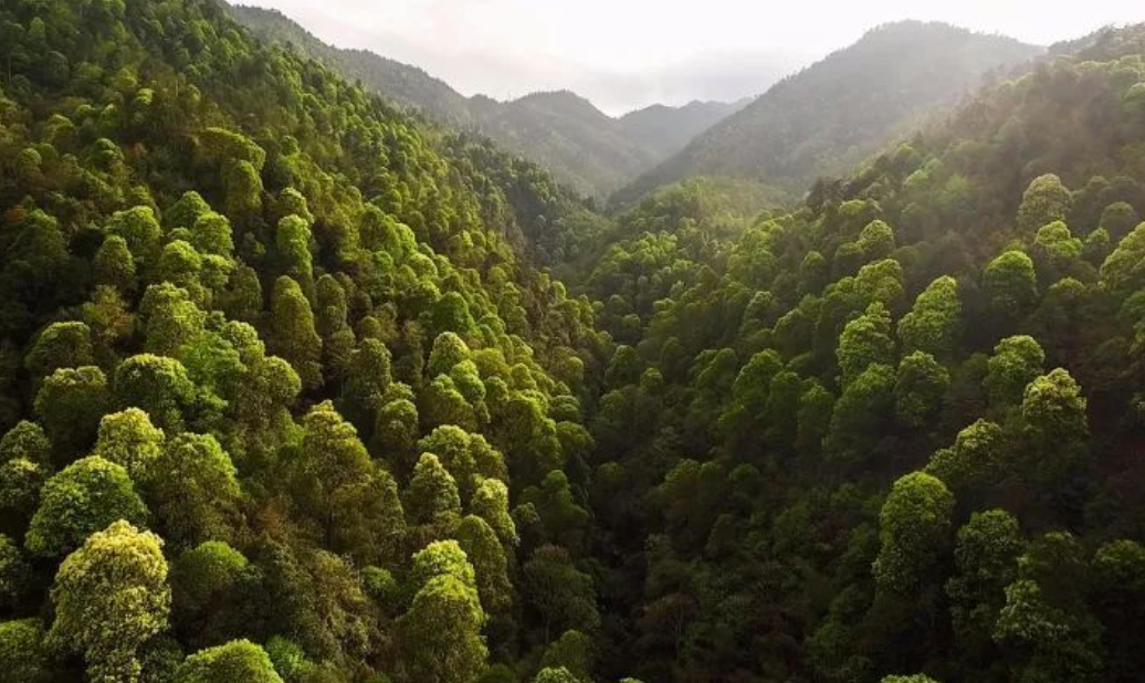 江西罗霄山大峡谷国家森林公园