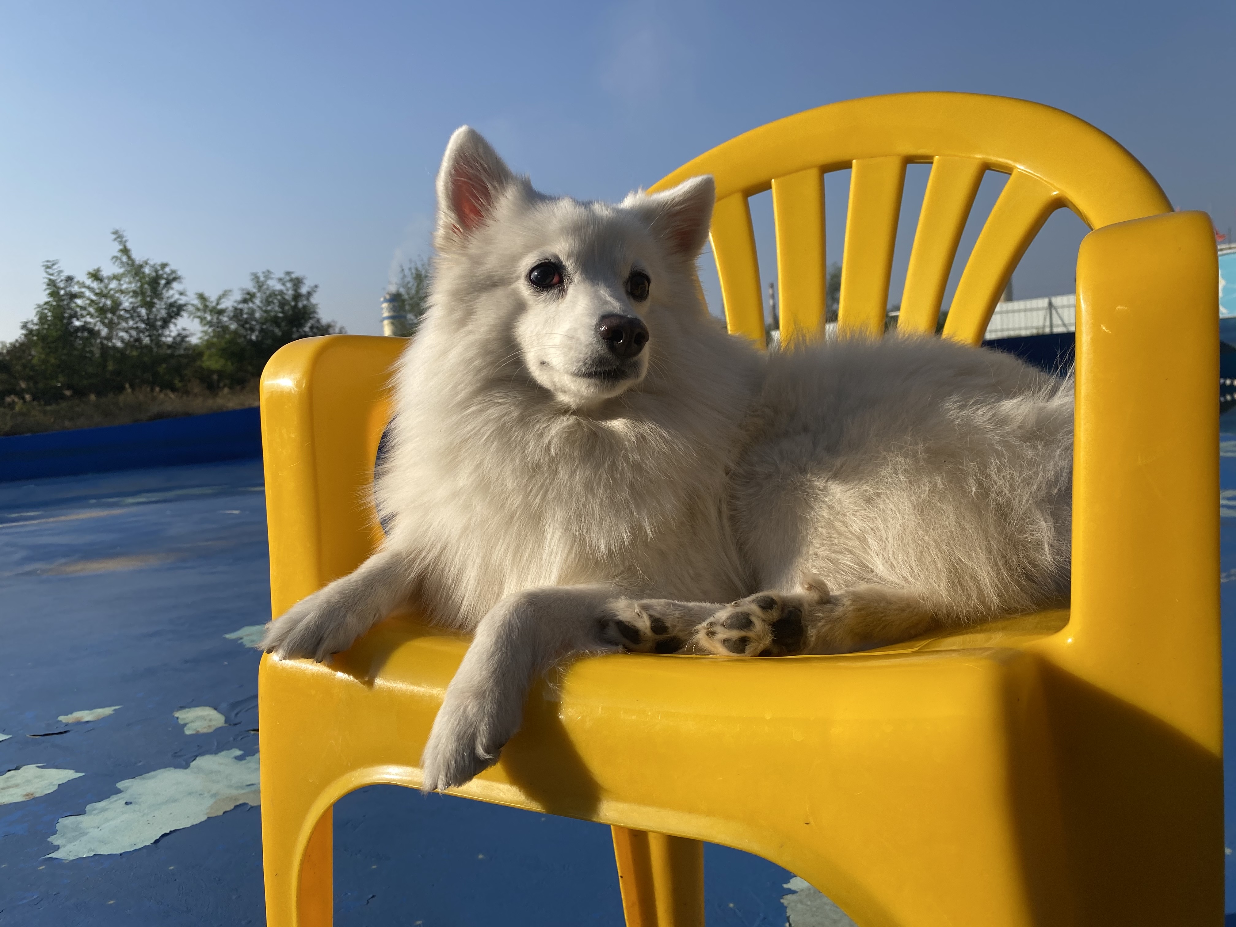 银狐犬,又名日本丝