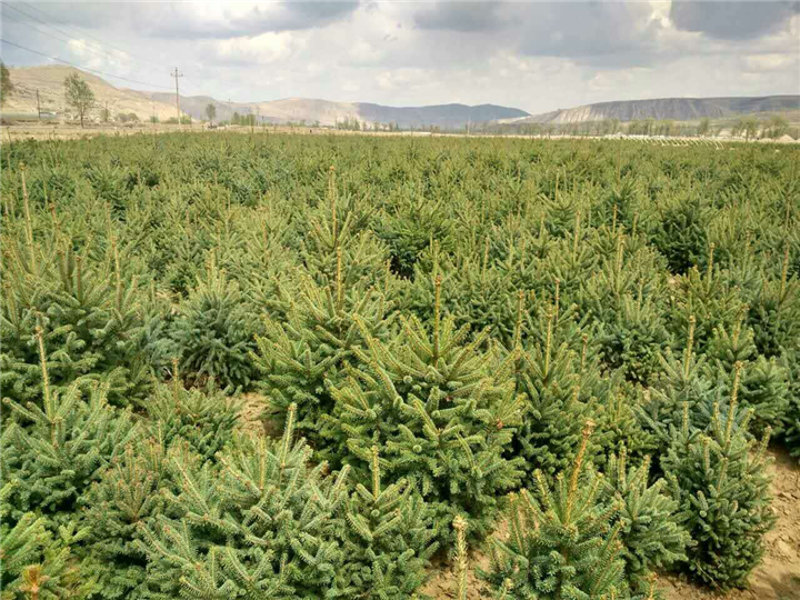 07青海云杉02杂交种