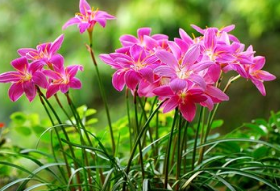 韭兰：是韭菜还是兰花？_百科TA说