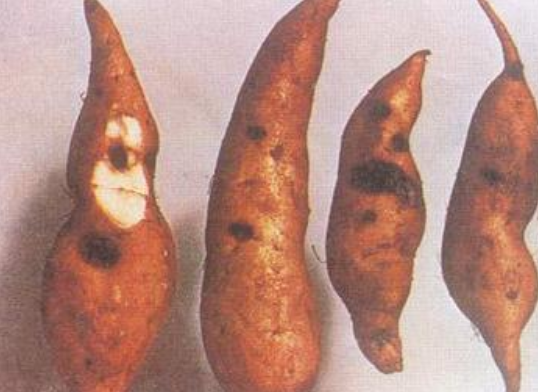  p>甘薯疮痂病是由甘薯痂圆孢菌(中国以外包括甘薯痂腔囊菌)引起的