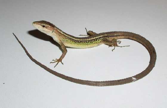  p>北草蜥(学名: i>takydromus septentrionalis /i>)是蜥蜴科,草蜥属