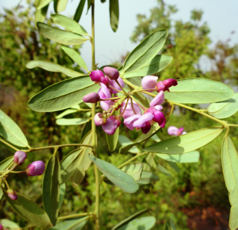 Securidaca longepedunculata_百度百科