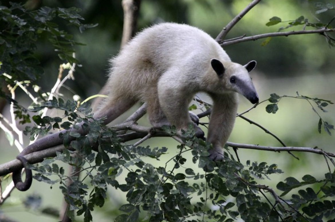  p>小食蚁兽(学名: i>tamandua tetradactyla /i>):是哺乳纲,披毛目的