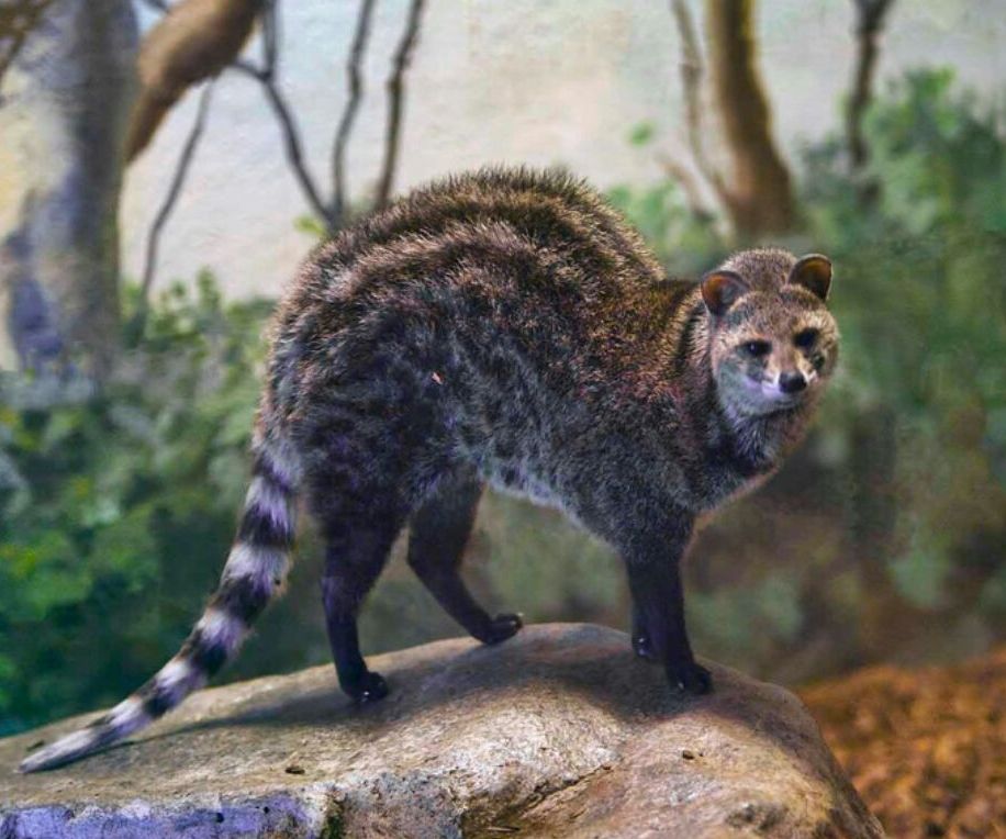 大灵猫