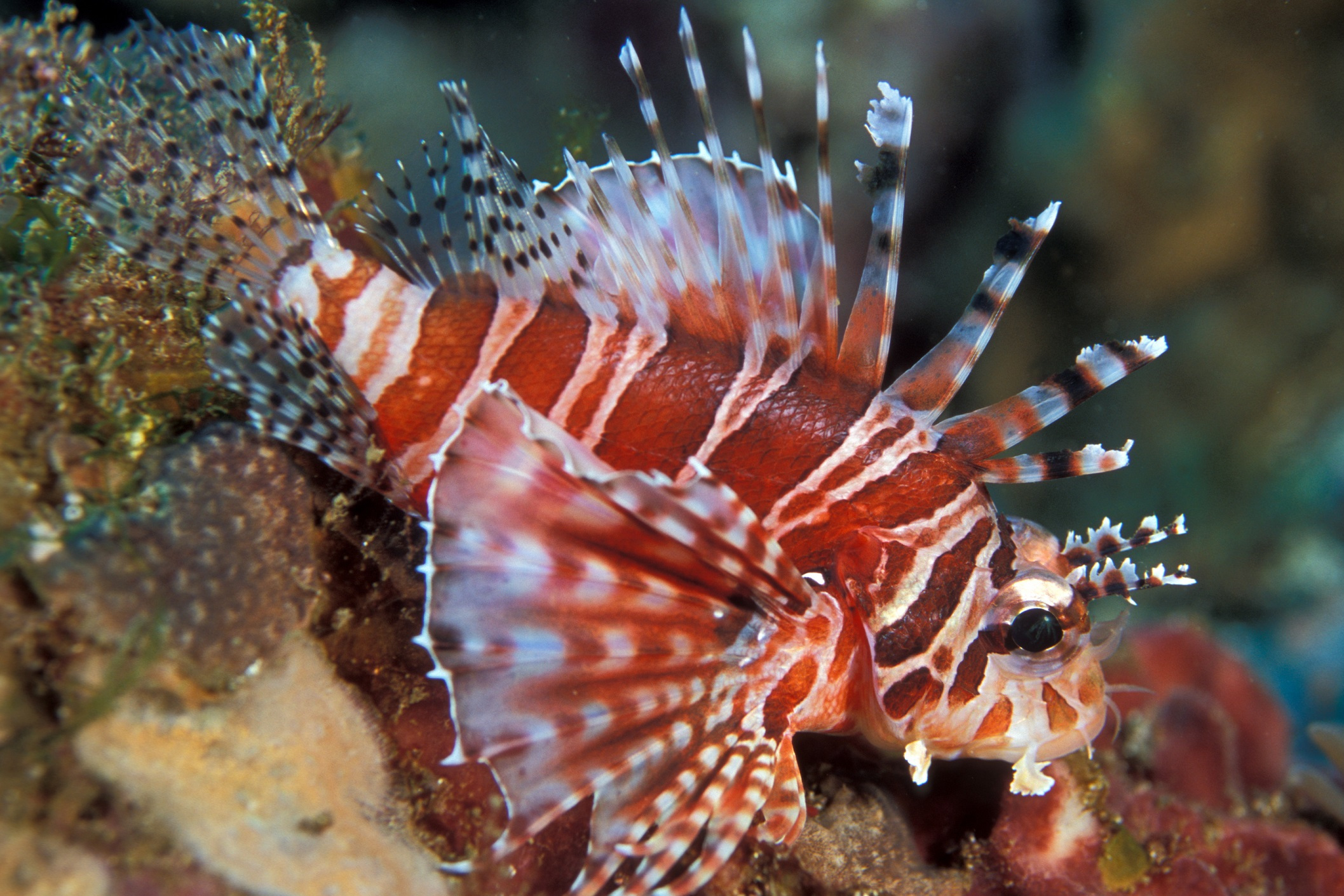 斑马纹多臂簑鮋