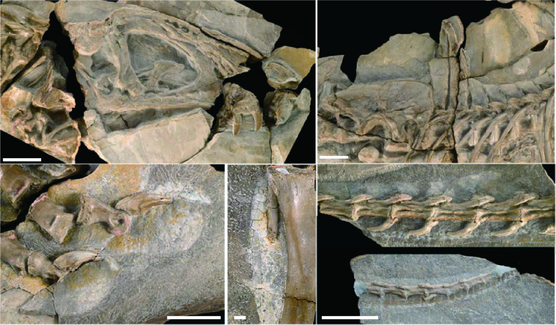 昆卡猎龙的化石发现于西班牙的拉格古尼亚组年代为早白垩世的巴雷姆期