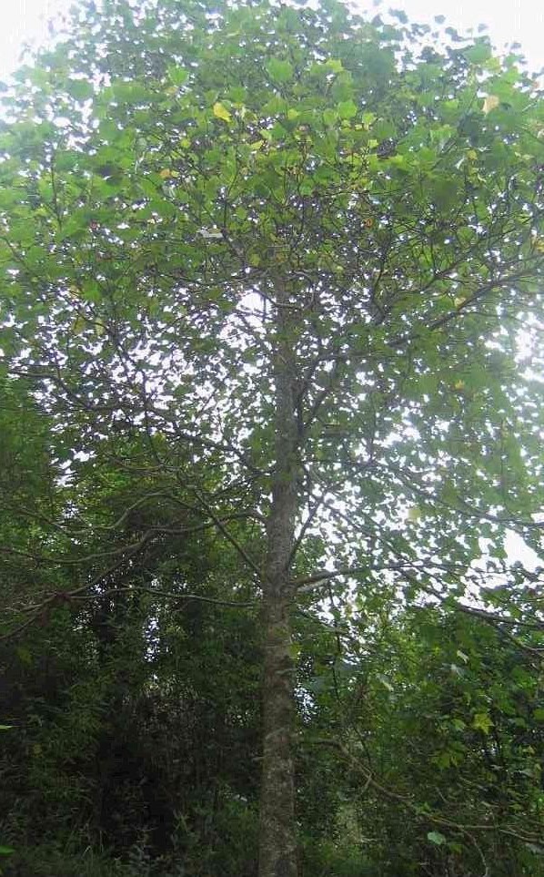 米老排广西142家系