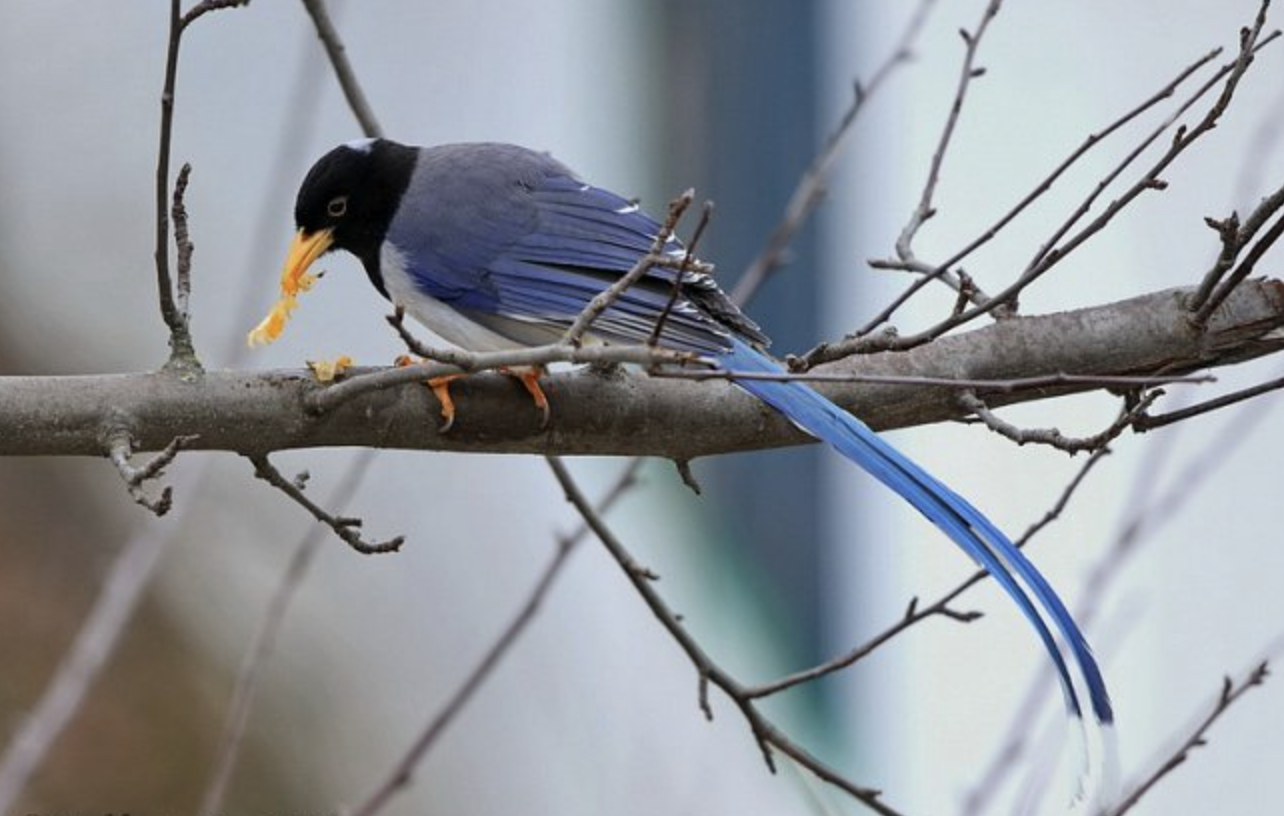  p>黄嘴蓝鹊(学名: i>urocissa flavirostris /i>)是鸦科,蓝鹊属的