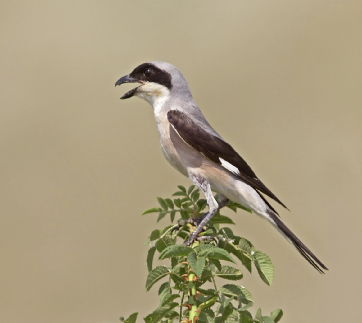  p>黑额伯劳(学名: i>lanius minor /i>)是伯劳科,伯劳属中型鸟类,体