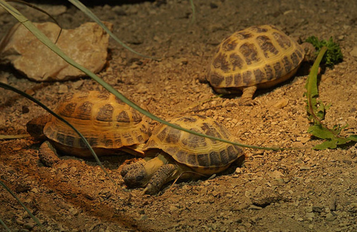  p>四爪陆龟( i>testudo horsfieldii /i>):又叫草原龟,是爬行纲,陆龟