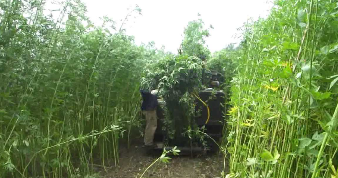 健康保护神 一物多用的黄麻 百科ta说