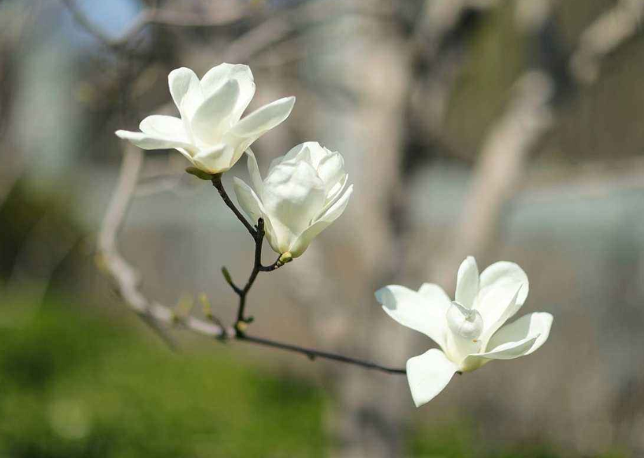 玉兰花这么养，花期延长，俏丽幽香，回顾一下，你做对了吗？_百科TA说