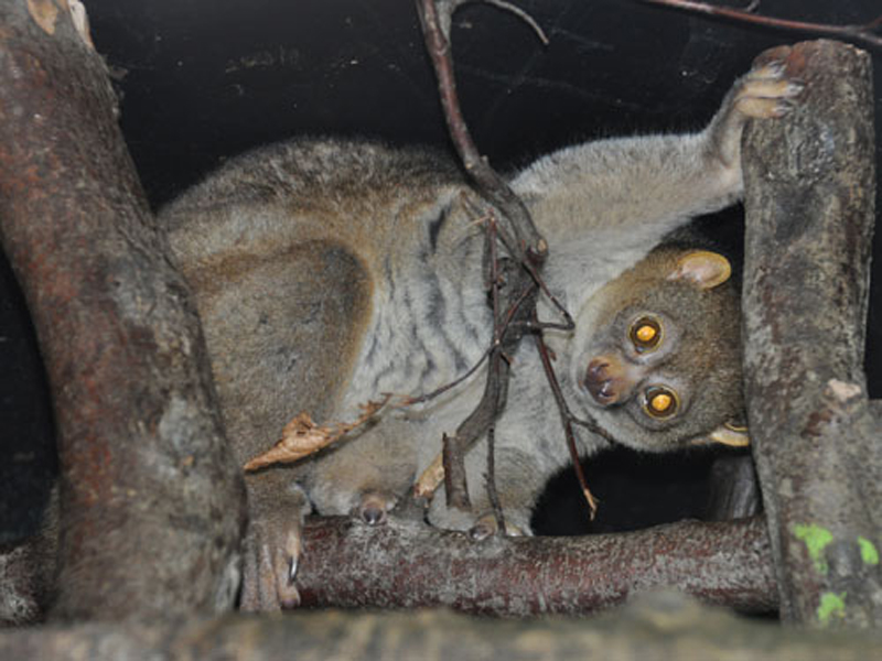  p>东非树熊猴(学名: i>perodicticus ibeanus /i>):是灵长目,懒猴科