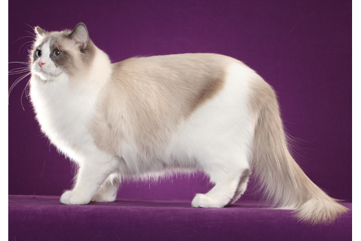  p data-id="go1n1nz3ej">布偶猫(ragdoll)又称布拉多尔猫,是猫中体形