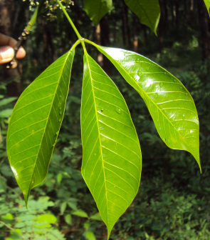 橡胶树_百度百科