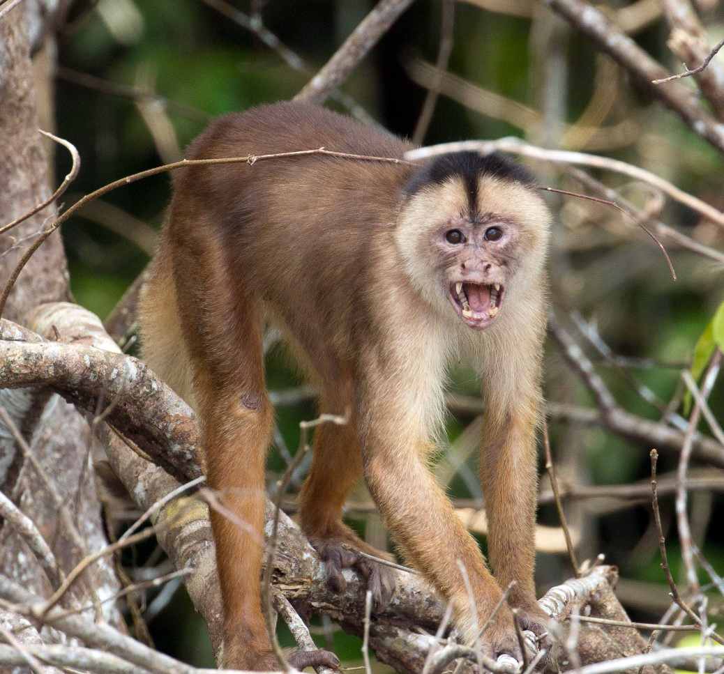  p>洪堡白额卷尾猴(学名: i>cebus albifrons /i>):是 a target="