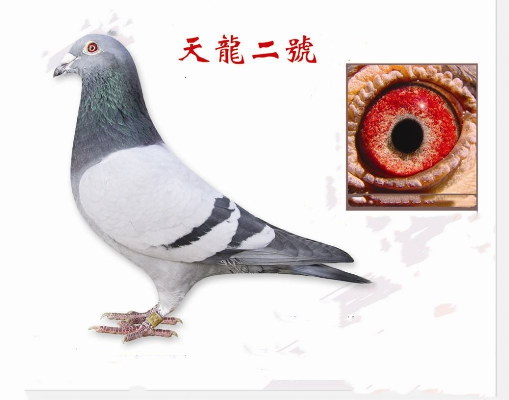 超远程鸽