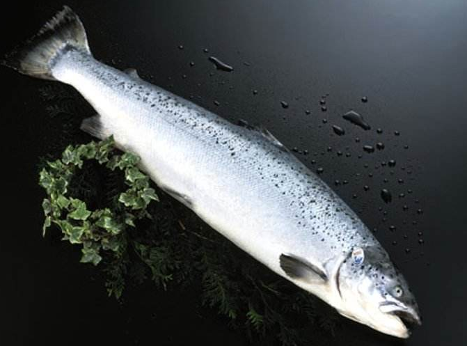 银鲑