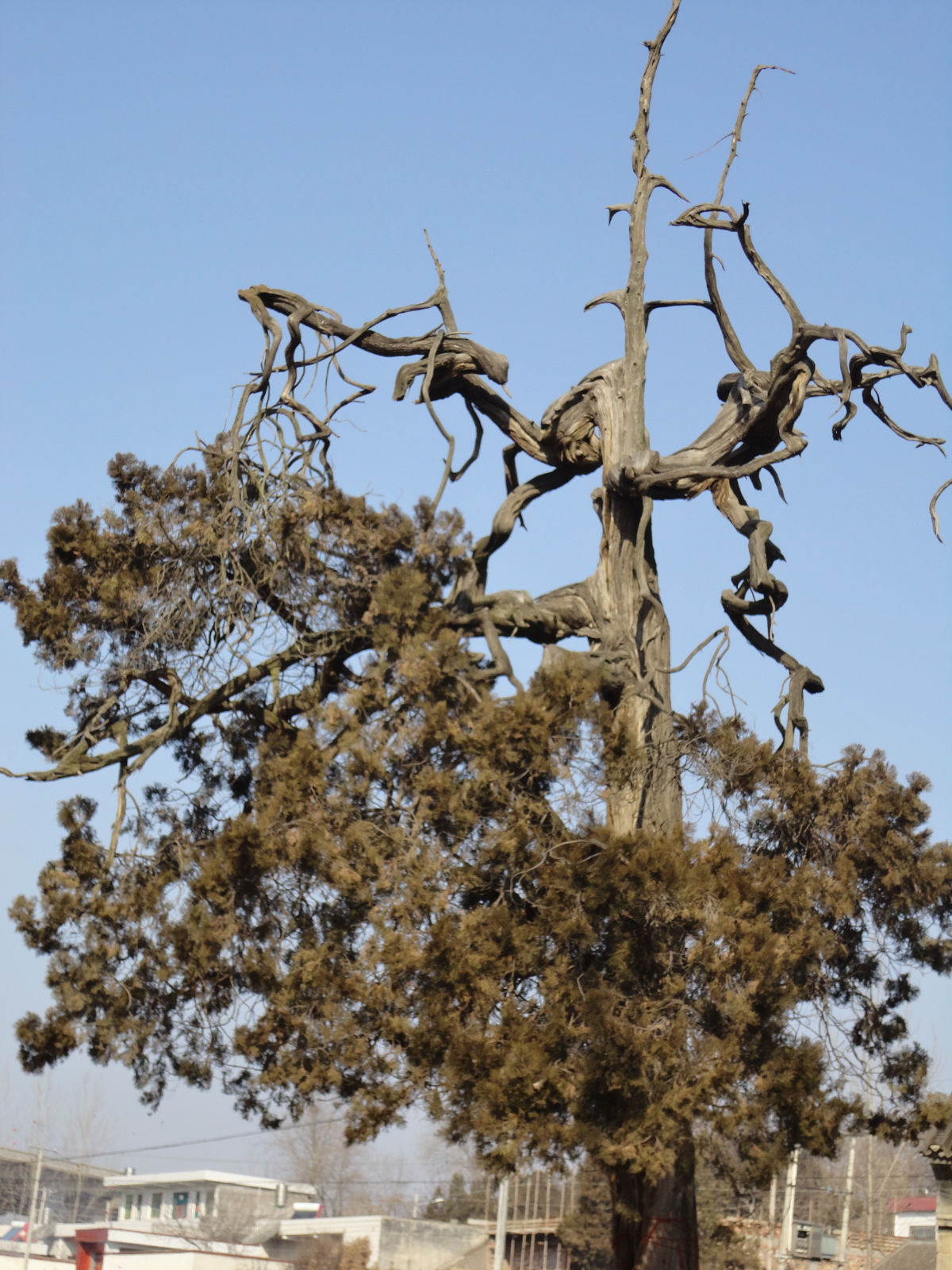 data-id="gnaup9nagm">倒栽柏:鲁山县瓦屋乡马老庄村有棵奇特的柏树