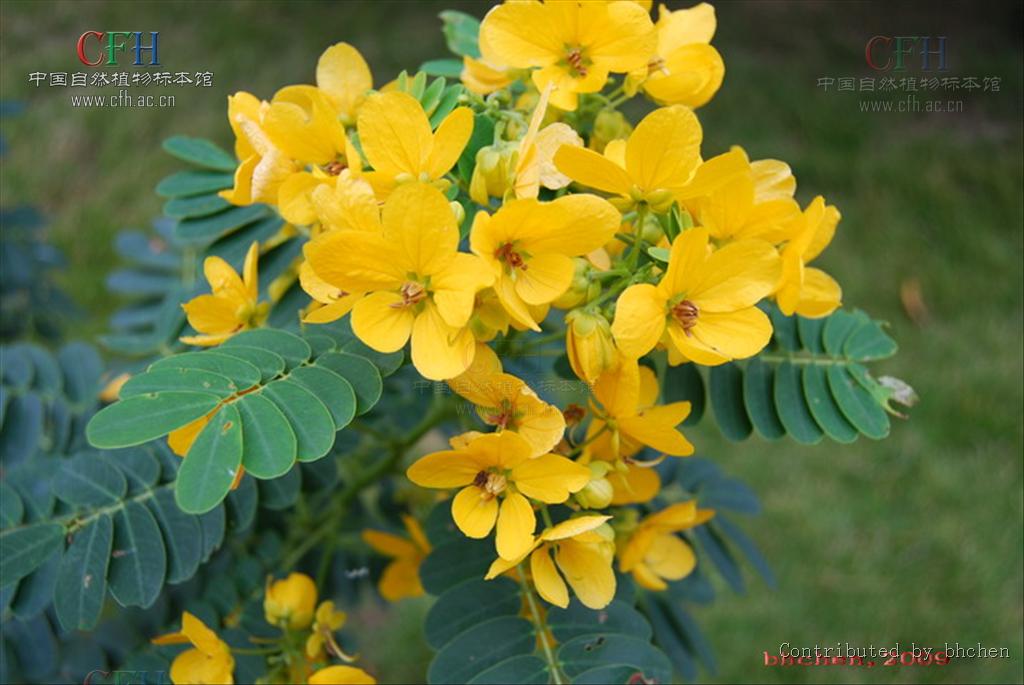 黄花决明