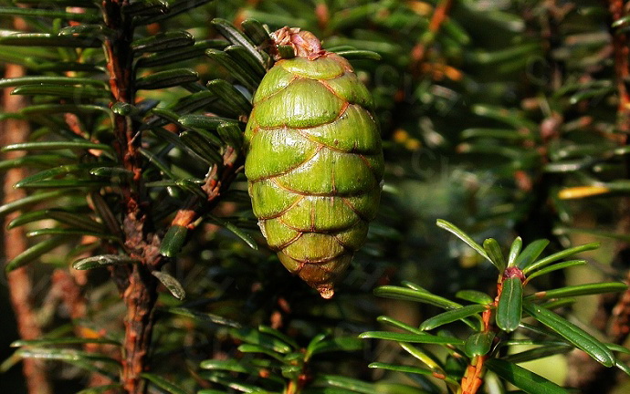  p>长苞铁杉(学名: i>tsuga longibracteata /i> cheng)是松科,铁杉属