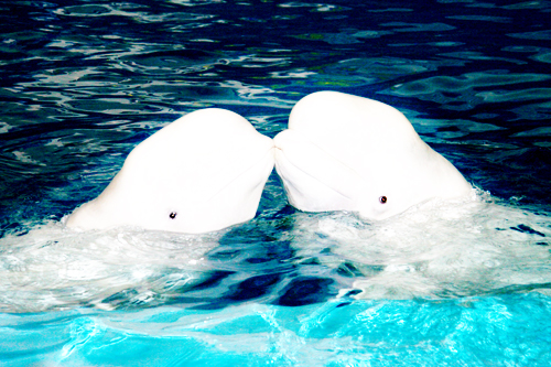  p>白鲸,学名: i>delphinapterus leucas  /i>(pallas,1776), a