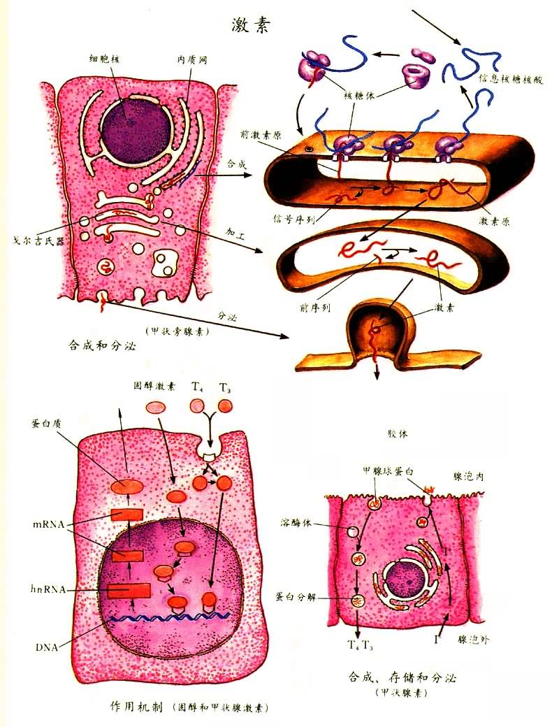 肿瘤组织由实质和间质两部分构成,肿瘤实质是肿瘤细胞,是肿瘤的主要