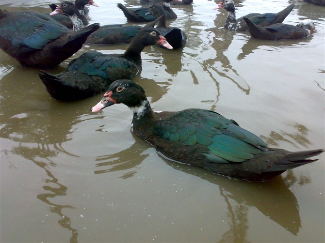 火鸭养殖方法技术