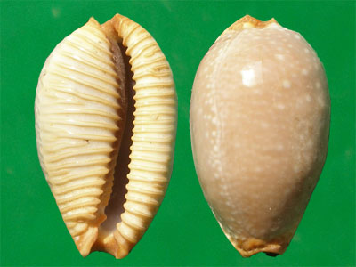  p>鸡皮宝螺(学名:staphylaea limacina limacina)是腹足纲宝螺科的 a