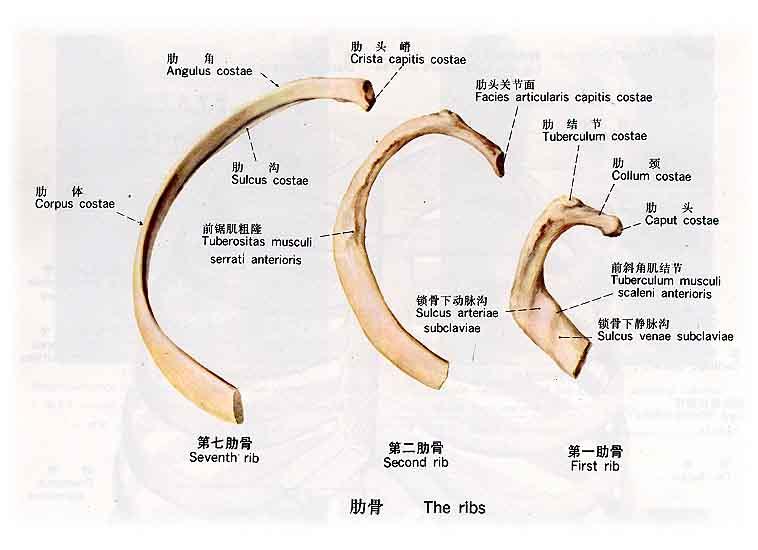 ="/item/颅腔/299348" data-lemmaid="299348">颅腔 /a>和胸腔的壁,以