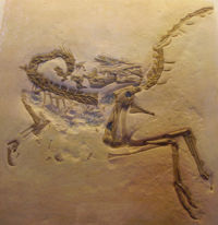 美颌龙(compsognathus)