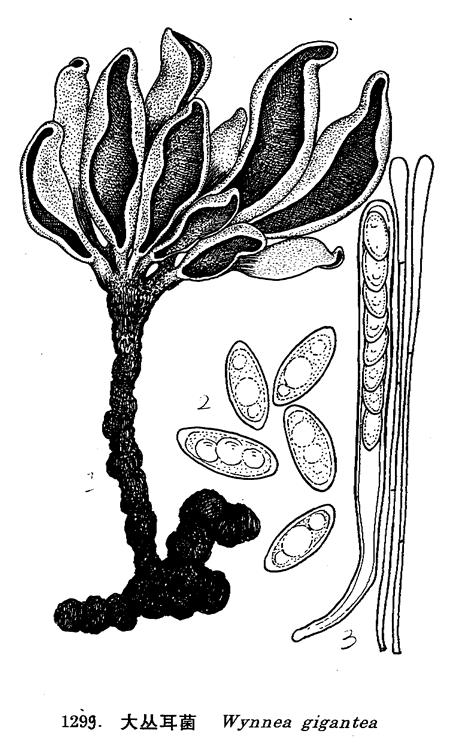  p>形态特征:子囊盘中等至大型,自地下菌核上发生,有一共同的菌柄,有