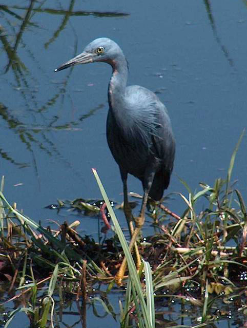  p>蓝灰鹭(学名: i>egretta vinaceigula /i>,英文名:slaty egret)是