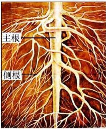 根（植物的六大器官之一）_百度百科