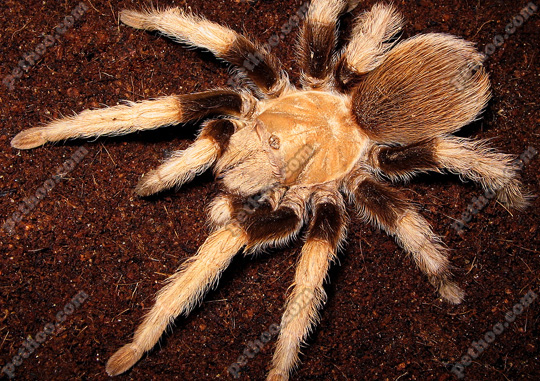  p>墨西哥金背(学名:aphonopelma chalcodes)是一种有毒的大型 a href