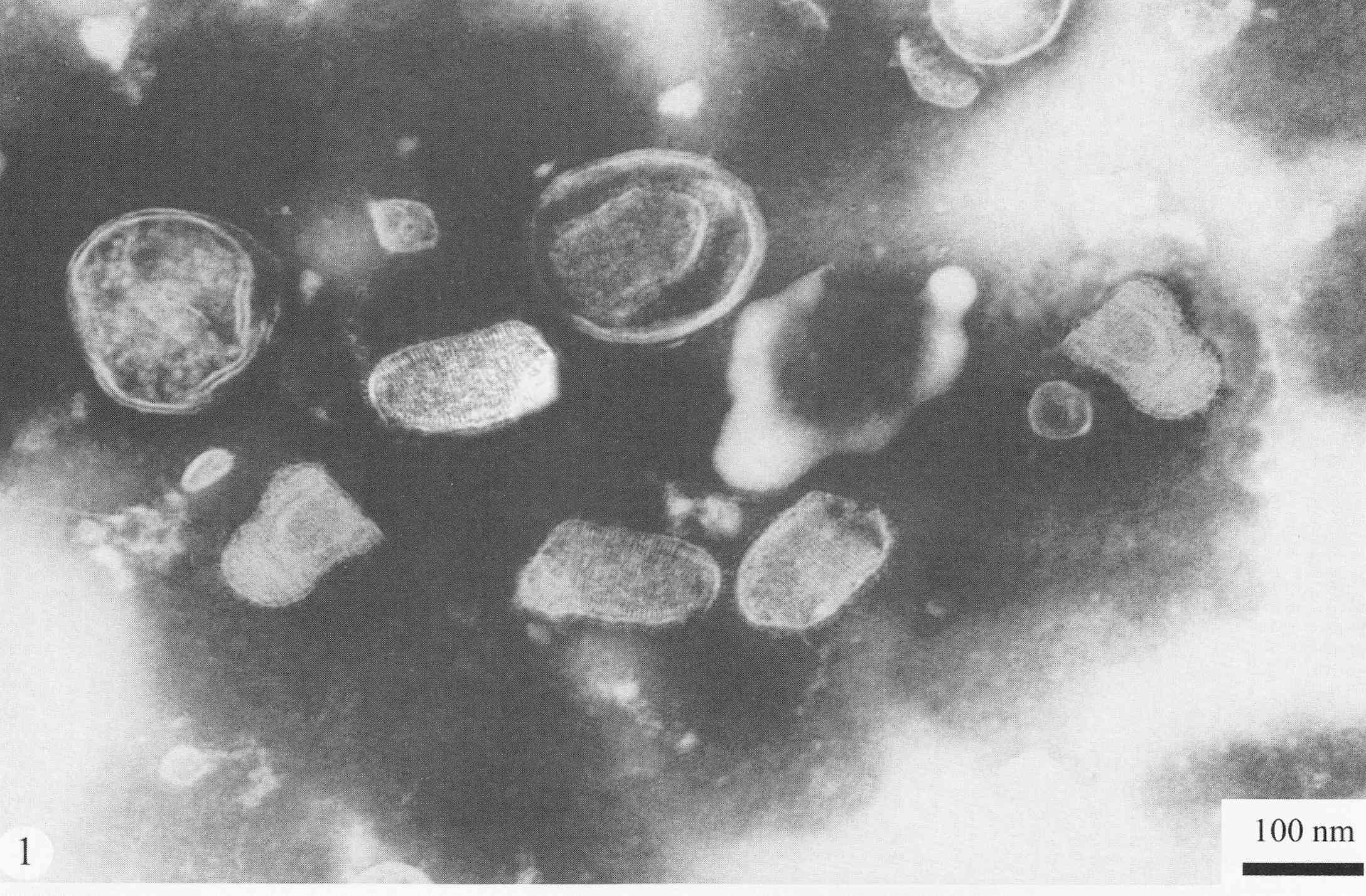 细胞核弹状病毒属