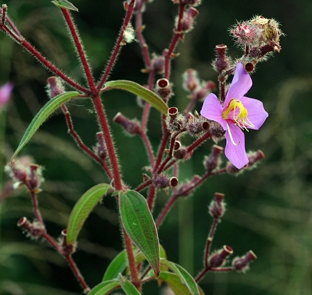  p>平萼乌饭,是一种 a target="_blank" href="/item/灌木/1520017"