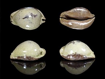  p data-id="gn79um0exl">大花鼠宝螺(学名:t