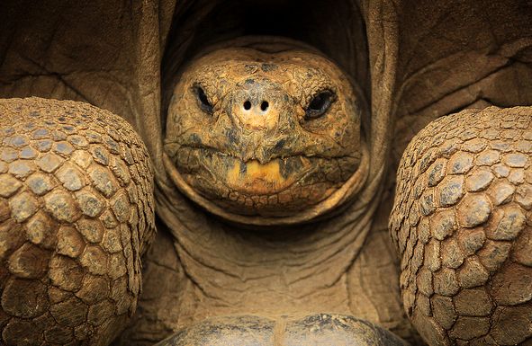 galapagos giant tortoise