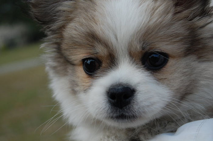 >",原产 a href="#" data-lemmaid="5815044">喜马拉雅山脉 /a>的西藏