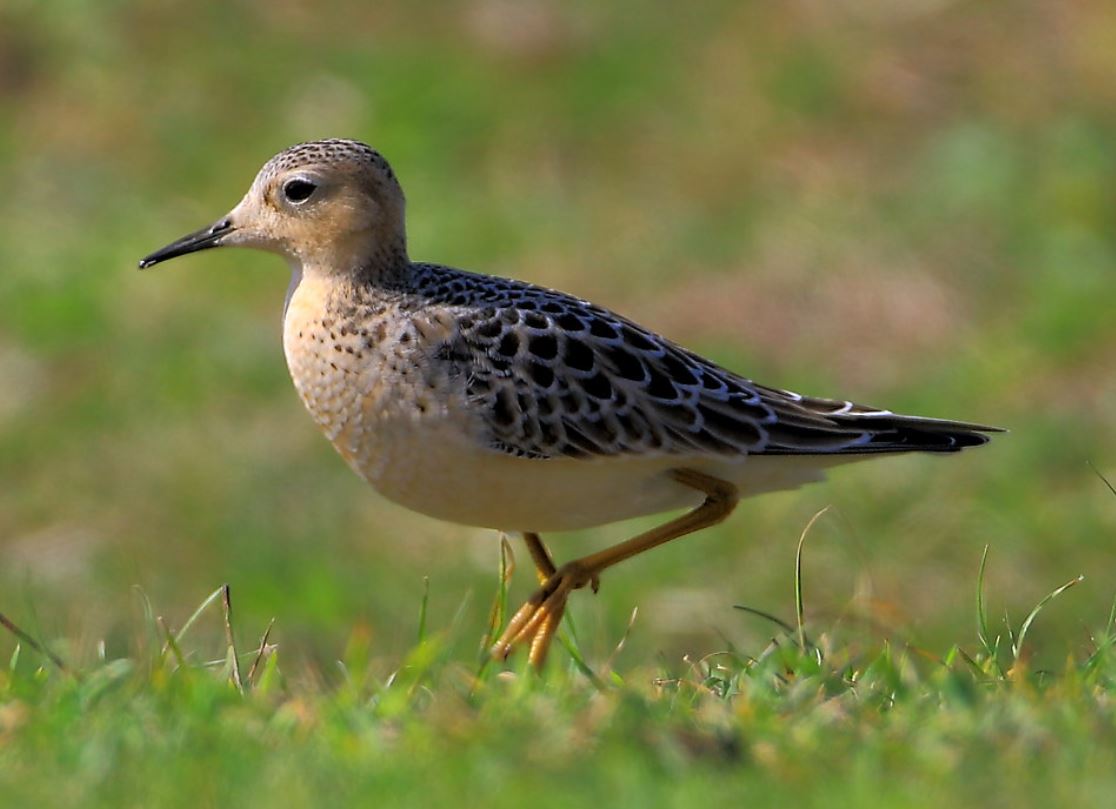 buff-breasted sandpiper