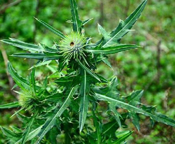 lév.)是菊科蓟属植物.