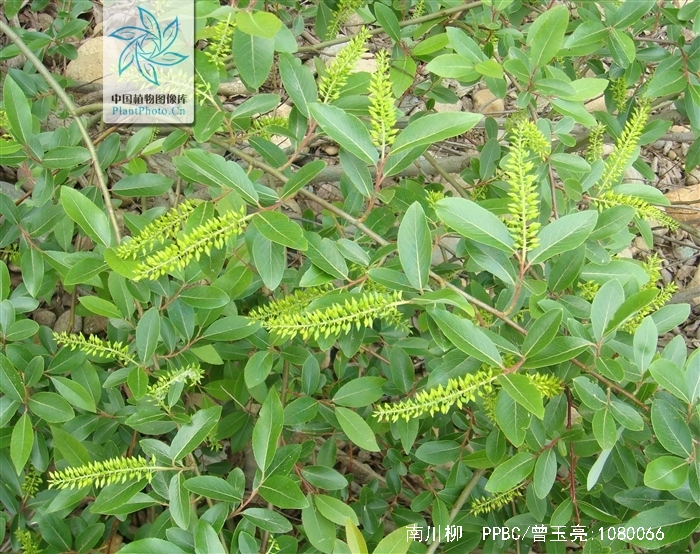  p>南川柳(学名: i>salix rosthornii /i> seemen )是杨柳科,柳属乔木