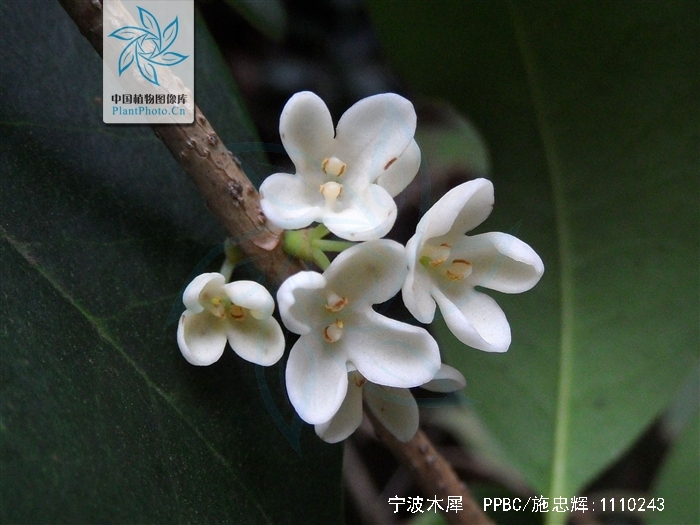  p>宁波木犀(学名: i>osmanthus cooperi /i> hemsl.