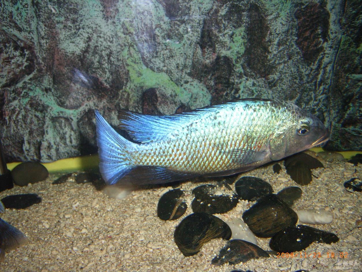 脊椎动物亚门 /a>, a href="#" data-lemmaid="1195405">硬骨鱼纲 /a>