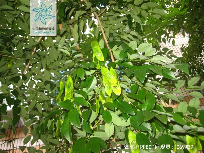  p>降香(学名: i>dalbergia odorifera /i> t.