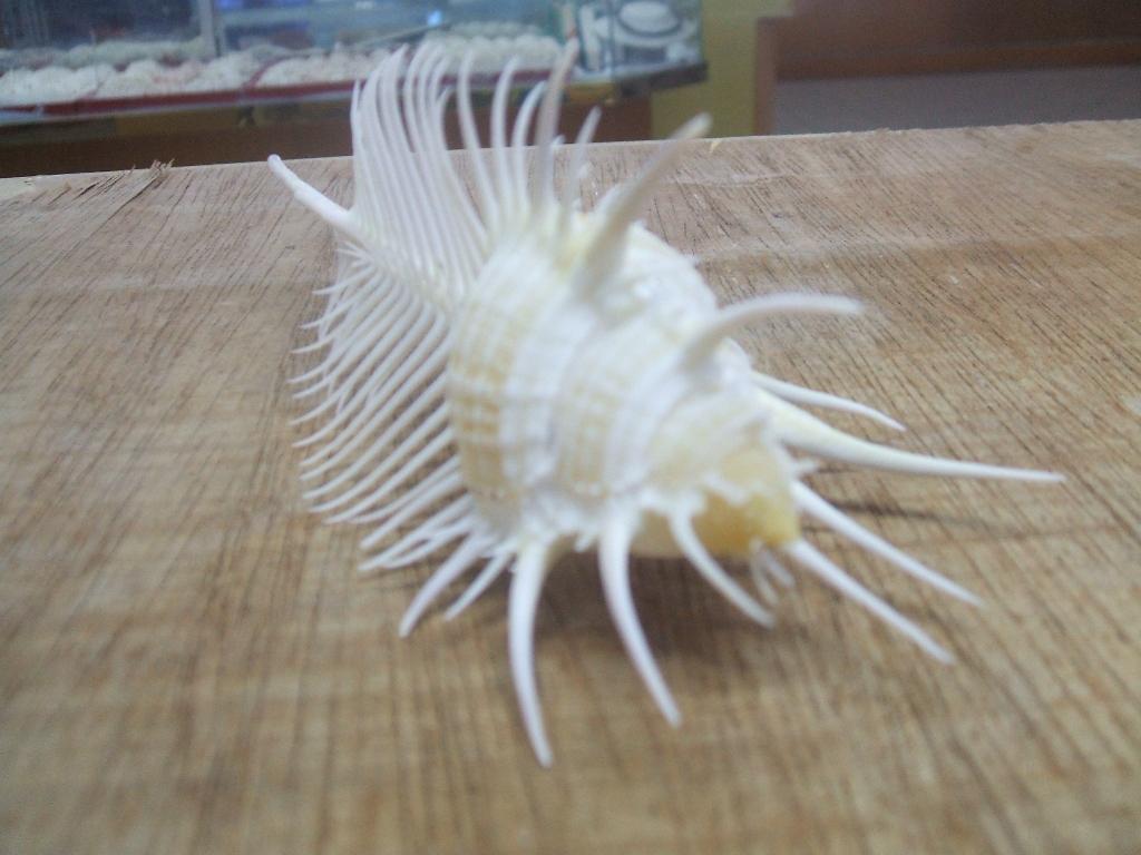  p>维纳斯骨螺,即 a href="#" data-lemmaid="2336992">栉棘骨螺 /a>