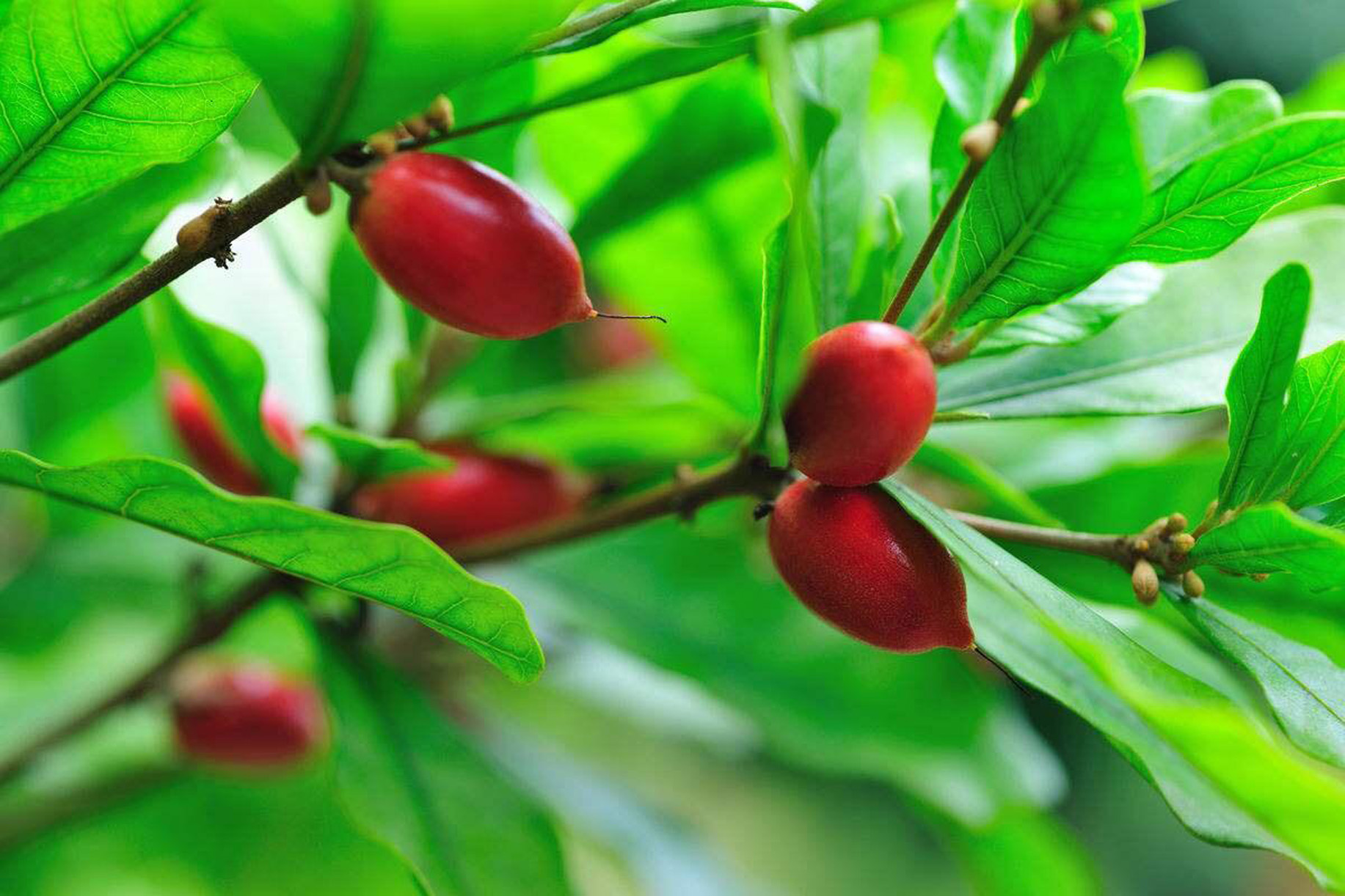 daniell)是山揽科神秘果属植物,多年生常绿灌木,树高3-4.