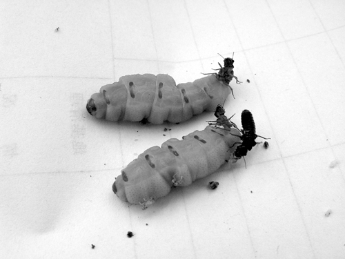 href="/item/蚂蚁/9770178" data-lemmaid="9770178">蚂蚁 /a>,蚁后的